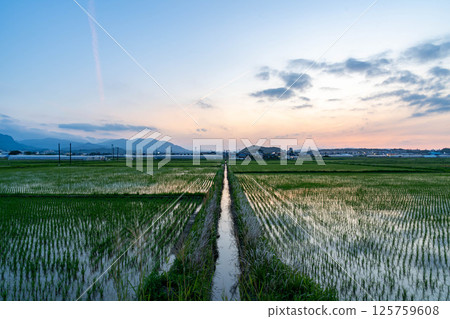 Scenery with rice field 125759608