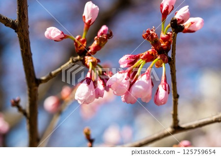 A lovely bunch of vibrant pink flowers beautifully arranged on a tree branch 125759654