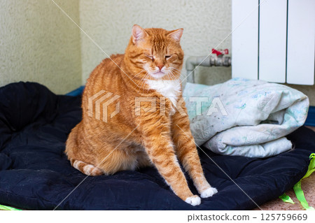 A fluffy orange and white cat is comfortably sitting on a black blanket A fluffy orange and white cat is comfortably sitting on a black blanket 125759669