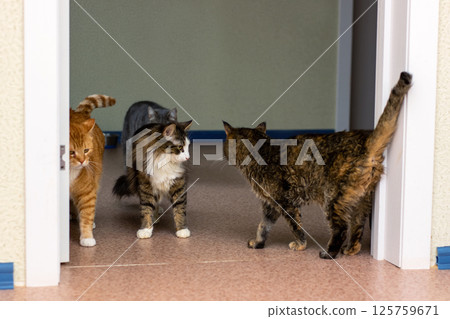 A group of curious cats joyfully exploring an intriguing hallway filled with charm and beauty 125759671