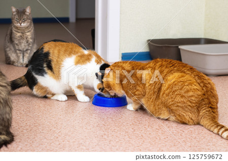 Enjoying the playful antics of adorable cats as they share food in a cozy, inviting environment Enjoying the playful antics of adorable cats as they share food in a cozy, inviting environment 125759672