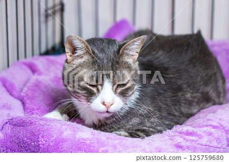 A Resting Cat on a Comfortable and Colorful Purple Blanket, Embraced by Warmth and Calm A Resting Cat on a Comfortable and Colorful Purple Blanket, Embraced by Warmth and Calm 125759680