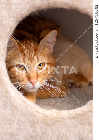 An Adorable Orange Cat is Relaxing in Its Cozy, Comfy, and Comfortable Living Space An Adorable Orange Cat is Relaxing in Its Cozy, Comfy, and Comfortable Living Space 125759682