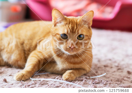 An orange cat is resting on a carpet and looking at the camera An orange cat is resting on a carpet and looking at the camera 125759688