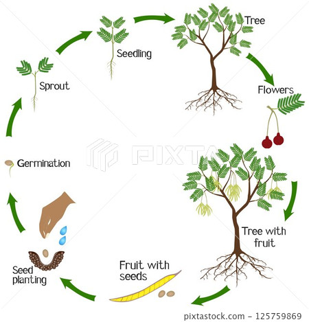 A growth cycle of parkia biglobosa mimosaceae tree on a white background. 125759869