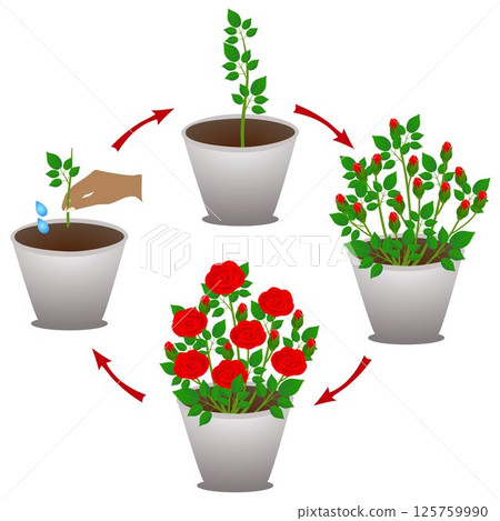 A growth cycle of potted rose on a white background. 125759990