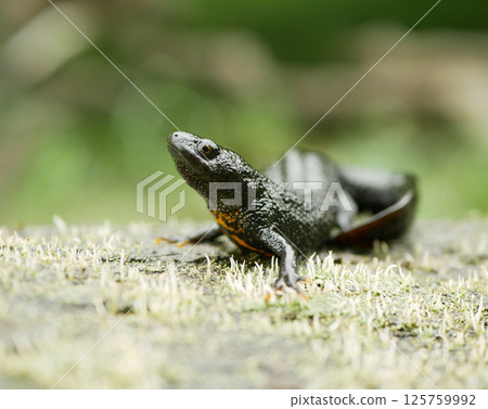 Northern crested newt Triturus cristatus close-up, great warty amphibian water sits on mud animal moss wetland, endangered species of nature, natural purity indicator biodiversity detail, swamp Europe 125759992