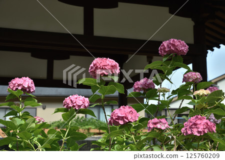 藤森神社粉紅繡球花 繡球花園(京都市伏見區) 藤森神社粉紅繡球花 繡球花園(京都市伏見區) 125760209