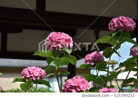 藤森神社粉紅繡球花 繡球花園(京都市伏見區) 藤森神社粉紅繡球花 繡球花園(京都市伏見區) 125760211