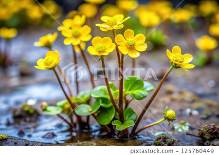 spring flowers on the rock 125760449