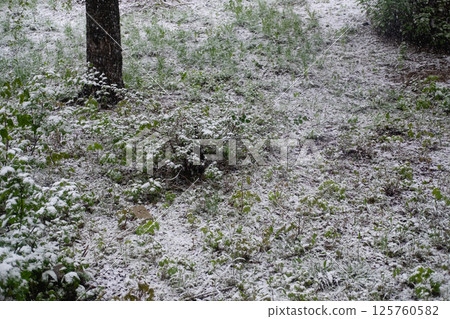 snowfall in April on green grass and trees. Unusual cold in spring snowfall in April on green grass and trees. Unusual cold in spring 125760582