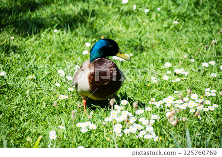 A mallard duck strolls across a lawn of white daisies in bright sunlight at the London Wetlands Centre. 125760769