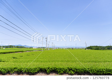 靜岡縣島田市牧之原高原的廣闊茶田 125760778