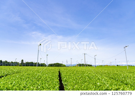 靜岡縣島田市牧之原高原的廣闊茶田 125760779