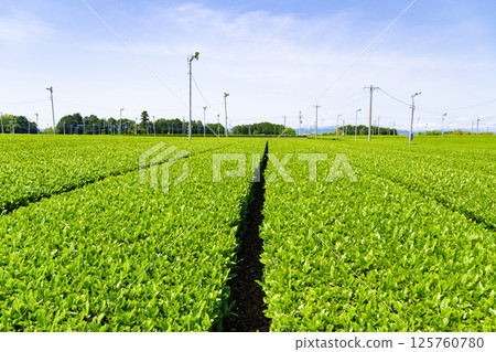 靜岡縣島田市牧之原高原的廣闊茶田 125760780