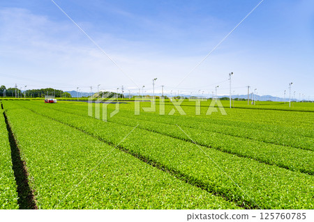 靜岡縣島田市牧之原高原的廣闊茶田 125760785