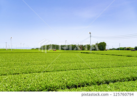 The large tea fields of Makinohara Plateau, Shimada City, Shizuoka Prefecture 125760794
