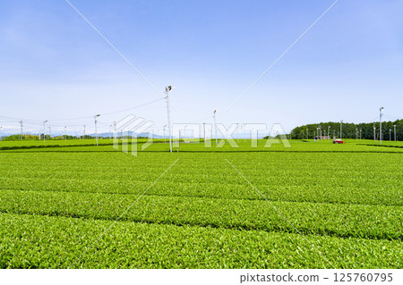 The large tea fields of Makinohara Plateau, Shimada City, Shizuoka Prefecture 125760795
