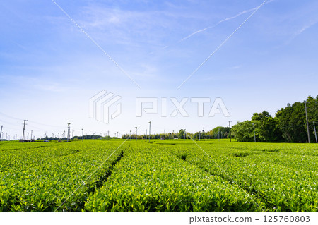 靜岡縣島田市牧之原高原的廣闊茶田 靜岡縣島田市牧之原高原的廣闊茶田 125760803