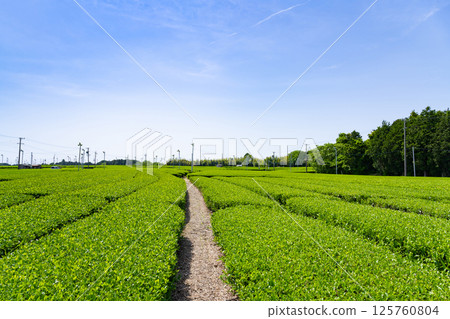 靜岡縣島田市牧之原高原的廣闊茶田 125760804