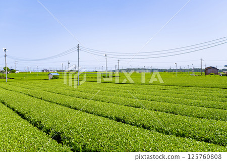 靜岡縣島田市牧之原高原的廣闊茶田 靜岡縣島田市牧之原高原的廣闊茶田 125760808