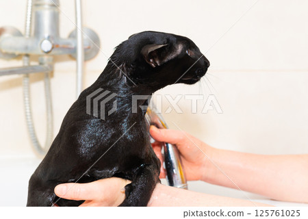 Black oriental cat taking bath 125761025