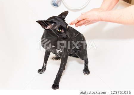 Black oriental cat taking bath 125761026