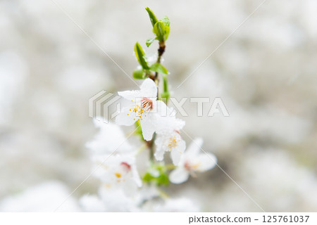 White flowers of branch cherry tree 125761037
