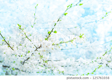 White flowers of branch cherry tree 125761038