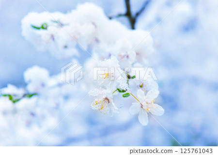 White flowers of branch cherry tree 125761043