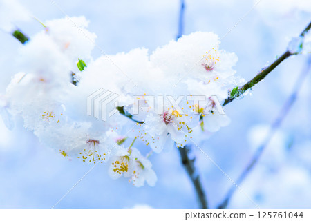 White flowers of branch cherry tree 125761044