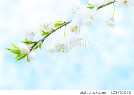 White flowers of branch cherry tree 125761058