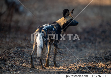 African wild dog standing turning head right African wild dog standing turning head right 125761112