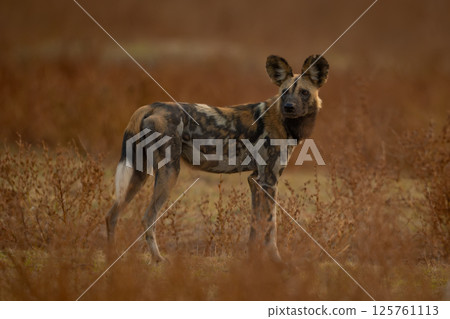 African wild dog stands among spindly bushes African wild dog stands among spindly bushes 125761113