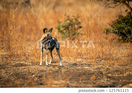 African wild dog standing surrounded by bushes African wild dog standing surrounded by bushes 125761115