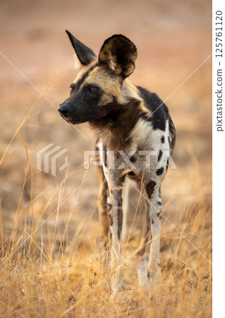 African wild dog standing in tall grass 125761120
