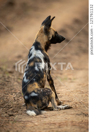 African wild dog sits turning head right African wild dog sits turning head right 125761132