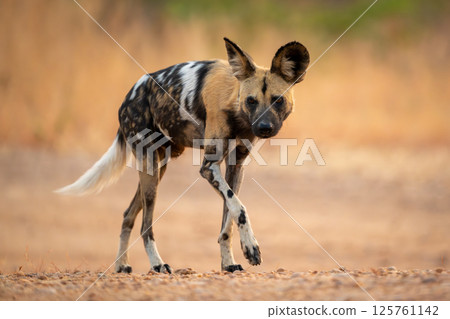 African wild dog runs over sandy ground 125761142