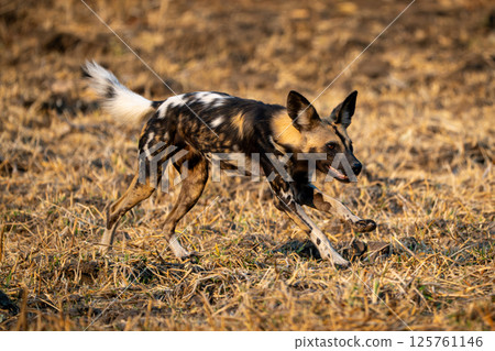 African wild dog runs across short grass 125761146