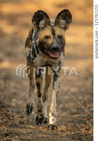 African wild dog opens mouth approaching camera 125761155