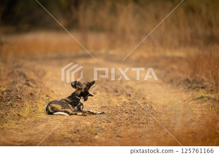 African wild dog lies yawning showing teeth 125761166