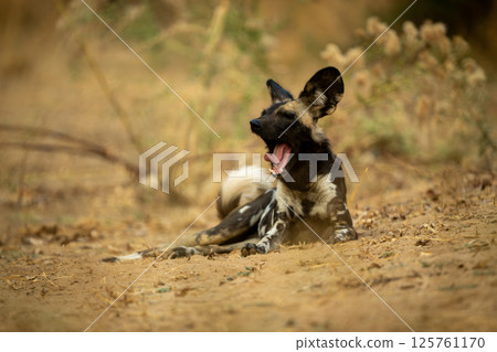 African wild dog lies yawning on slope 125761170