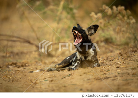 African wild dog lies yawning near bushes 125761173