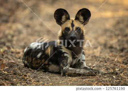 African wild dog lies staring into camera 125761190