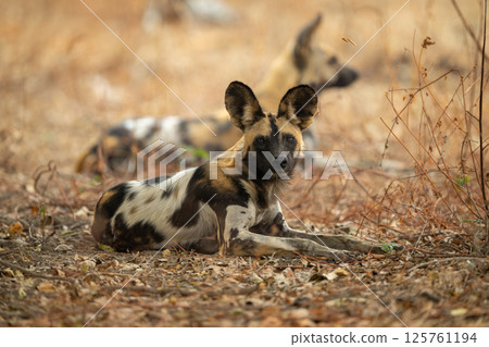 African wild dog lies staring at camera African wild dog lies staring at camera 125761194