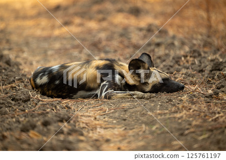 African wild dog lies sleeping in shade African wild dog lies sleeping in shade 125761197