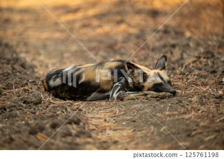 African wild dog lies sleeping on ground African wild dog lies sleeping on ground 125761198