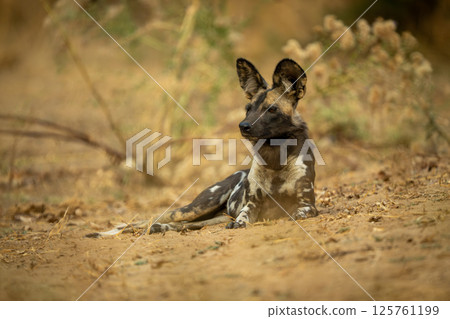 African wild dog lies on sandy slope 125761199