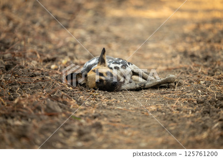 African wild dog lies on side staring 125761200