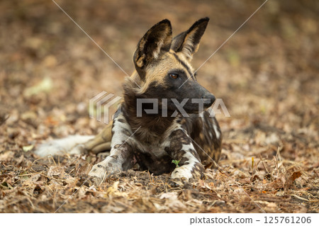 African wild dog lies on dead leaves African wild dog lies on dead leaves 125761206